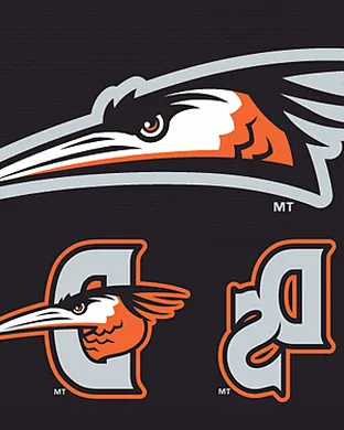 Delmarva Shorebirds Salem